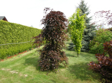 mateskch strom, okrasnch ke ozdobn spirla smaragdov Thuja Polsko Bielsko-Biala Betula
